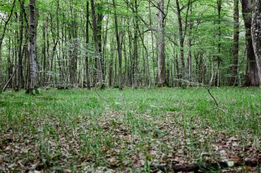 Yoğun ağaçlarla çevrili uzun yeşil çimlerle kaplı bir orman. Panoramik görüntü, doğal güzelliği ve dikey ağaç gövdelerini vurgulayan bir sükunet, tazelik ve tefekkür hissi yaratır..