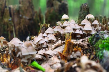 Küçük orman mantarları eski bir kütük ve dökülen yapraklar üzerinde büyür ve resim gibi bir kompozisyon oluşturur. Bu makro görüntü ormanın atmosferini ve doğal güzelliğini aktarır..