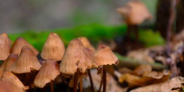 Düşen sonbahar yaprakları arasında büyüyen ince saplı ve konik kapaklı büyük bir orman mantarı grubu. Bu makro çekim, orman mikro dünyasının detaylarını çürüme süreçlerini ve doğal döngüyü aktarır..
