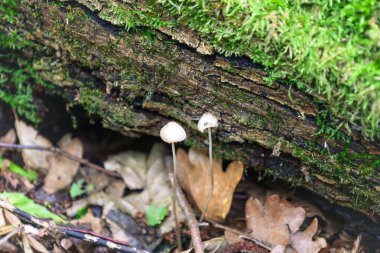 Beyaz başlıklı ve ince saplı iki küçük mantar yoğun biçimde parlak yeşil yosunlarla kaplı devrilmiş bir ağacın yanında yetişir. Bu makro çekim, yaşamın doğal döngüsüne odaklanmış, Orman mikro dünyasının detaylarını aktarır..