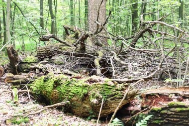 Dallar ve devrilmiş ağaçlar yosunlarla kaplı vahşi bir doğa, barış ve yalnızlık ortamı yaratıyor. Bu orman ortamı gizemli güzelliklerle doludur. Doğanın gücü kendini saf formunda gösterir..