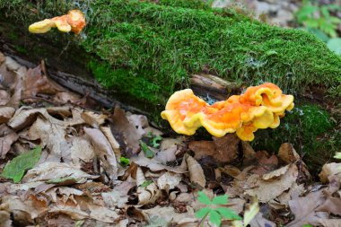 Tavuğa benzeyen parlak sarı ve turuncu mantarlar orman zemininde yatan yosun kaplı bir kütükte yetişir. Bu fotoğraf, mikrodünyanın doğal güzelliğini, biyolojik çeşitliliğini ve canlı renklerini aktarıyor..