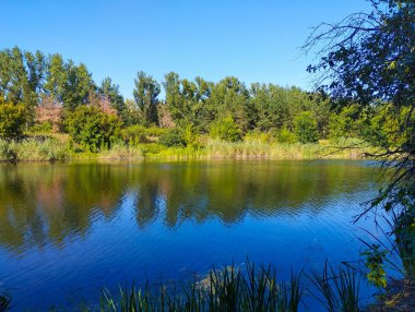 Sakin bir nehir bulutsuz mavi gökyüzünü yansıtır ve güzel bir manzara yaratır. Karşı kıyıda, parlak güneşin aydınlattığı yoğun sazlıklar ve renkli ağaçlar var..