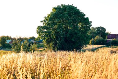 Arka planda uzun yeşil bir ağaç olan kırsal bir arazinin harika manzarası. Görüntü huzur ve sıcaklıkla dolu ve doğanın cennet gibi güzelliklerini yansıtıyor..
