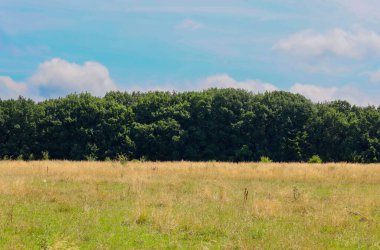 Sonsuz bir kuru çimen tarlasının arkasında yoğun yeşil ormandan oluşan bir duvar duruyor. Bu görüntü, yaz güneşi altında doğanın dönüşümünü vurgular..