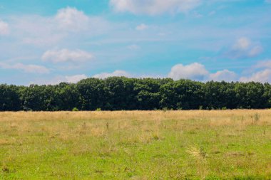 Uzun kuru otların oluşturduğu geniş bir açık arazinin arkasında, sık yeşil bir orman şeridi yaz gökyüzünün altında görülebilir. Bu görüntü bir uzay hissi ve doğanın sessiz güzelliğini aktarıyor..