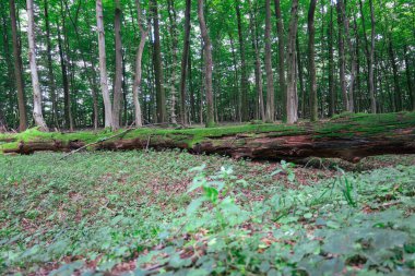 Yosunlarla kaplı dallar, diğer ağaçlarla çevrili bir orman açıklığında uzanır ve güzel bir manzara yaratır. Bu fotoğraf sürekli yenilenen bir ormanın doğal güzelliğini ve eşsiz ekosistemini gösteriyor..