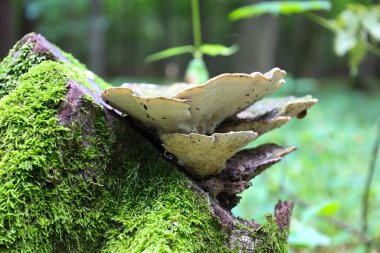 Parlak yeşil yosunlarla kaplı eski bir kütüğün üzerinde büyük bir mantar yetişiyor ve ilginç bir doğal hayat yaratıyor..