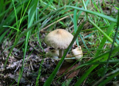 Küçük mantarlar, sık yeşil çimenlerin ve düşen yaprakların arasında saklanarak, sıcak bir orman manzarası yaratırlar. Bu kompozisyon, doğal çevrenin ve orman hayatının çeşitliliğinin detaylı güzelliğini gösteriyor..