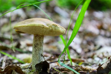 Uzun bir mantar, soluk bir kapak ve büyük bir gövde, orman zemininde düşmüş yapraklar ve çimlerle kaplı duruyor. Bu yakın çekim mantarın dokusunun ve biçiminin detaylarını yakalar ve benzersiz şeklini vurgular..