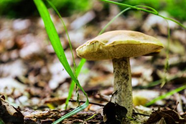 Soluk bir şapka ve uzun bir gövde ile ıssız bir orman mantarı, düşmüş yapraklar, çimenler ve dallar arasında duruyor. Ön plandaki parlak yeşil kökler orman ekosisteminin doğal güzelliğini ve tazeliğini vurgular..
