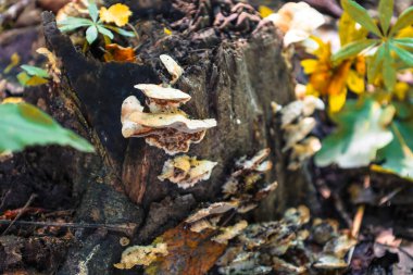 Üzerinde çeşitli mantarlar yetişen eski bir kütüğün yakın çekimi orman bitkilerinin zenginliğini ve çeşitliliğini gösteriyor. Güneş ışınlarıyla aydınlatılan ahşap ve mantarların detaylı dokusu gizemli bir atmosfer yaratır..