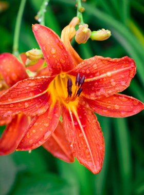 Parlayan yağmur damlalarıyla kaplı büyük bir portakal zambağı yeşil yapraklar arasında çiçek açtı. Canlı renkler ve su damlacıkları bir yaz sabahının tazeliğini ve güzelliğini vurgular..