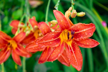Minik su damlacıklarıyla kaplı iki parlak turuncu zambak bir çalılıkta çiçek açtı. Çevrelerinde işlenmemiş tomurcuklar ve taze yeşil yapraklar görülebiliyor. Yaz tazeliği atmosferi yaratıyorlar..