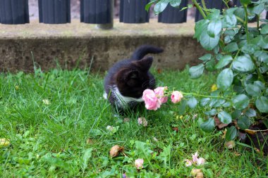 Küçük siyah beyaz bir kedi yavrusu neşeyle pembe bir güle doğru eğilir ve kokusunu içine çeker. Çocuksu bir merakı ve hayvanın doğayla etkileşimini anlatan komik ve dokunaklı bir sahne..