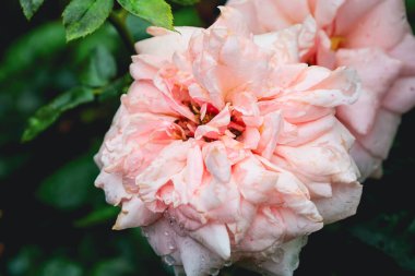 Çok sayıda taç yaprağı ve çiy damlası olan yumuşak, açık pembe bir gül yakın planda gösterilir. Zengin yeşil yapraklar kontrastı yaratır ve çiçeğin güzelliğini vurgular..