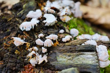 Yosun kaplı çürüyen bir ağaç kütüğünde küçük bir mantar kümesi büyüyor. Bu çekim çürümenin doğal sürecini yakalar, vahşi doğanın dokulu ve benzersiz bir görüntüsünü yaratır..