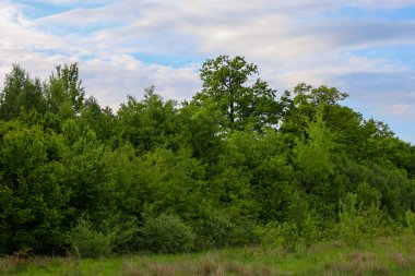 Yoğun yeşil bir orman, beyaz bulutlarla süslenmiş mavi gökyüzü ile birleşir. Bu barışçıl manzara, atmosferi tazelikle dolduran bir huzur ve ahenk hissi veriyor..
