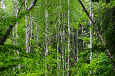 Güneş ışığı, huş ağaçlarının yoğun yapraklarının arasından süzülerek bir ışık ve gölge oyunu yaratır. Ormanın bu görüntüsü bir huzur ve yalnızlık hissi taşır. Derinliklerini kazmaya çağırır insanı..