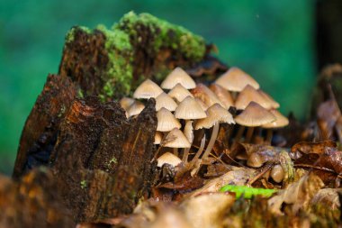 Kahverengi çan şeklinde kapaklı büyük bir grup küçük mantar eski, çürüyen bir kütük üzerinde büyür. Ağaç gövdesinin yüzeyi yeşil yosunlarla kaplı. Bu da küçük bir orman kozmosu atmosferi yaratıyor..