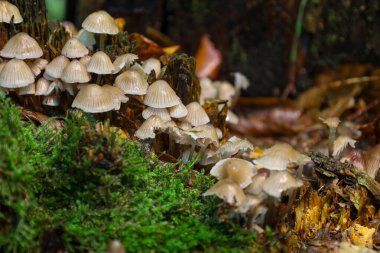 Eski, yosun kaplı bir kütükte büyüyen ince saplı ve parlak şapkalı büyük bir mantar grubu. Fotoğraf, bir sonbahar ormanının doğal dokularına odaklanan mikro evrenin detaylı bir görüntüsünü sunuyor..