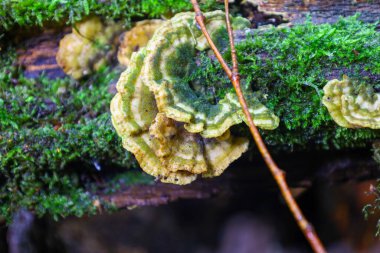 Eski, yosun kaplı bir ağaçta büyüyen dalgalı kenarlı bir mantar. Yeşil-sarı katmanları ve belirgin dokusu orman ekosisteminin küçük evrenini vurgular..