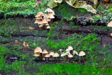 Kahverengi çan şeklinde kapaklı iki küçük mantar grubu parlak yeşil yosunlarla kaplı bir kütük üzerinde büyür. Fotoğraf, doğal detaylara odaklanarak küçük bir orman evreninin atmosferini aktarıyor..