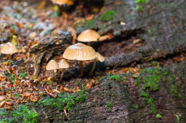 Işıl ışıl kapaklı bir grup küçük mantar ıslak, çürüyen yosun kaplı ahşap üzerinde büyür. Fotoğraf, bir sonbahar ormanının atmosferini, dokularını ve renklerini doğru bir şekilde aktarıyor..