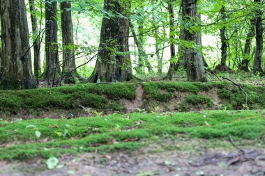 Orman zemininde yoğun yeşil yosun ve çimenler doğal bir doku ve rahatlama yaratır. Arka plandaki uzun ağaçlar orman manzarasına derinlik ve ölçek ekler.