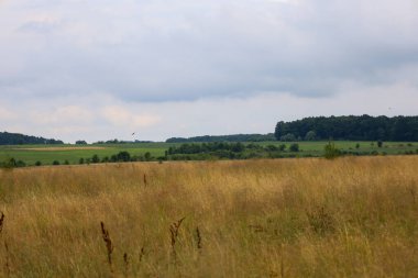 Önünde kuru bir tarla, önünde yeşil çayırlar ve ufukta bir orman olan açık bir alan. Gökyüzü bulutlu, bir yaz günü atmosferi yaratıyor. Doğal bir kırsal alan..