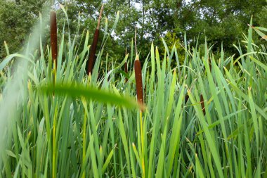 Sazlıkların yoğun kökleri ve kahverengi cilt yüzeyi üzerine keskin bir odaklanma. Bitki örtüsünün parlak yeşili tüm çerçeveyi dolduruyor. Koyu yeşil renk bir tazelik ve vahşi yaşam hissi yaratır..
