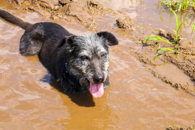 Pis bir köpek çamurlu bir su birikintisinde yüzmekten zevk alıyor, dili zevkten dışarı sarkıyor. Islak, koyu tüyleri ve neşeli ifadesi hayvanın neşeli ve kaygısız doğasını yansıtır..