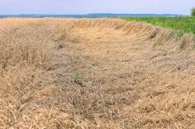 Olgun buğday tarlası, kısmen rüzgar veya yağmur tarafından düzleştirilir, belirgin bir doku ve hareket yanılsaması yaratır. Ekinlerin altın rengi tarlanın kenarındaki yeşil şeritle tezat oluşturuyor..