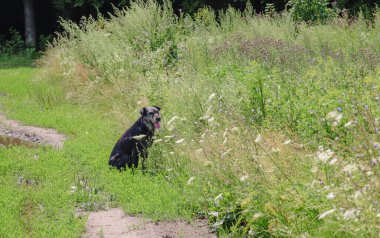 Köpek yabani otlar ve çiçeklerle dolu bir tarlada oturuyor. Köpeğin koyu renkli kürkü yemyeşil çevreyle zıtlaşır, özenli duruşu ve sallanan bir dille ağzı canlı bir görüntü yaratır..
