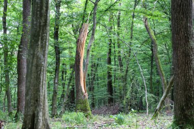Nadir güneş ışınları yoğun yaprakların arasından kırılarak kompozisyonun ortasında bölünmüş bir ağaç gövdesini aydınlatır. Açık renk ahşabı, ormanın koyu yeşil gölgeleri arasında parlak bir aksan oluşturuyor ve gizemli bir atmosfer yaratıyor..