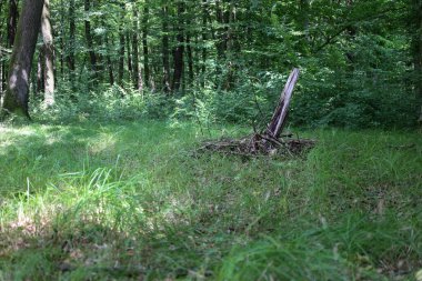 Güneş ışığı, kırık bir ağaç gövdesinin yerden çıktığı ormandaki bir açıklığı aydınlatıyor. Dallar etrafa dağılmış, doğal dönüşümü ve yenilenmeyi sembolize eden bir kompozisyon oluşturuyor..