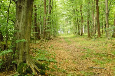 Düşen yapraklarla kaplı sıcacık bir orman yolu, sık yeşil bir ormanda esen rüzgarlar. Güneş ışığı ağaç gölgelerinin arasından süzülerek huzur ve sükunet ortamı yaratır..