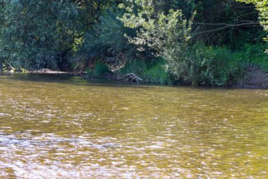 Yeşil ağaçlar ve çalılarla kaplanmış bir bankanın yanından akan hızlı bir nehir akıntısı. Bu görüntü doğanın, barışın, saflığın ve doğal güzelliğin ihtişamını vurgular..