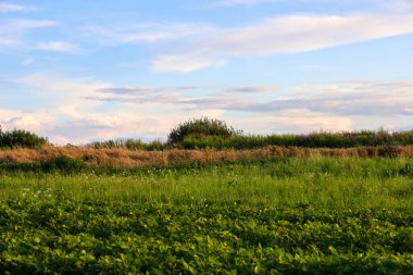 Ön planda çiçek açan patates çalıları, altın çimenlere dönüşüyor. Arka planda, karanlık tepeler bulutlu mavi gökyüzüne karşı görünür..