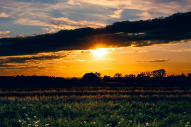 Güneş ışığı ön plandaki çimenleri ve küçük çiçekleri aydınlatarak peri masalı etkisi yaratır. Arka planda, ağaçların siluetleri bulutlu parlak bir günbatımına karşı görülebilir..