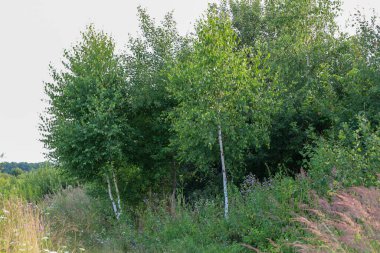 İki ince huş ağacı, yoğun yeşil çalılar ve uzun otlardan oluşan bir arka fonda göze çarpıyor. Yeşillik dolu bir yaz manzarası huzur ve özgürlük hissi yaratır..