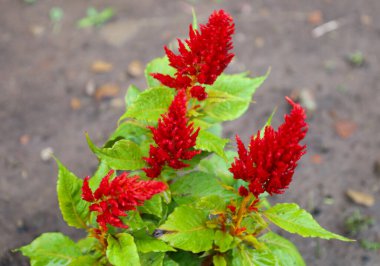 Alevli bir arma şeklinde parlak kırmızı kızılötesi ışınlar yeşil yaprakların arka planında göze çarpar. Bu çekim, bahçe çiçeklerinin güzelliğini ve egzotizmini aktarır..