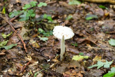Geniş kapaklı açık renkli bir mantar, düşmüş yapraklarla kaplı olan orman zemininin karanlık arka planına karşı durmaktadır. Fotoğraf ormanın sessiz güzelliğini ve vahşi yaşamın gizemini aktarıyor..