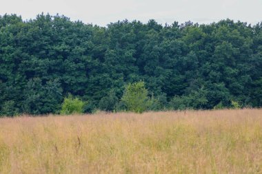 Yoğun ve karanlık bir ormanın önünde uzun kuru otlarla kaplı bozkır bir bölge uzanıyor. Bu kontrast, parlak ve sakin bir gökyüzü altında uçsuz bucaksız bir uzay ve vahşi doğa hissi yaratır..