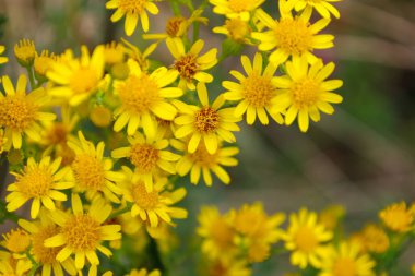 Bir makro fotoğraf altın merkezli çok sayıda sarı kır çiçeklerini gösteriyor. Açıkça görülebilen taç yaprakları ve dokular vahşi yaşamın parlak, detaylı ve güneşli bir görüntüsünü oluşturur..