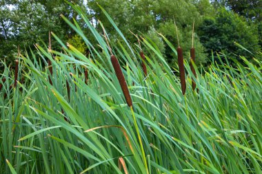 Esnek kökler ve yeşil çimlerle çevrili kendine özgü kahverengi kuyruk çivileri sakin ve pitoresk bir doğal manzara yaratır. Çekimler, su kenarındaki dinginlik atmosferini çok güzel aktarıyor..