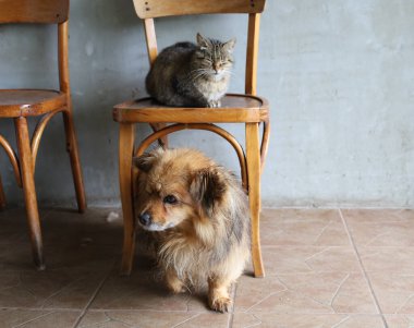 Kapalı gözlü bir tekir kedi eski tahta bir taburede uyukluyor. Aşağıda, taburenin altında, tüylü, kızıl bir köpek dikkatlice yan tarafa bakıyor. Ev hayvanlarının bir arada yaşadığı dostane bir manzara..