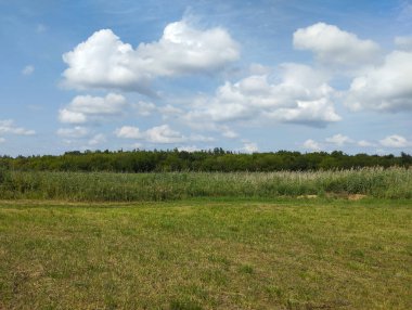 Büyük beyaz bulutlu, parlak mavi bir gökyüzünün altında yeşil bir tarla. Yoğun bir orman ve uzun sazlıklar çayırla ufuk arasında bir sınır oluşturarak manzaralı bir yaz manzarası oluşturur..