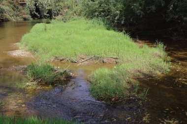 Sığ bir nehrin ortasında kayalık bir dipten yavaşça akan taze yeşil çimlerden oluşan küçük bir ada. Görüntü barışçıl bir doğal güzellik hissi veriyor ve açık hava eğlencesi için mükemmel..