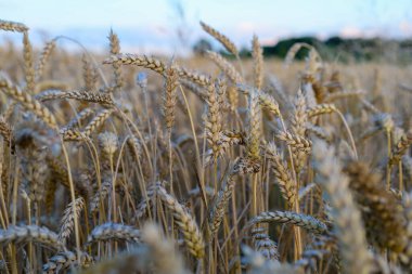 Buğday kulakları tarlada hasat için hazır. Fotoğrafta zenginlik, doğurganlık ve huzurlu kırsal yaşam hissi aktarılıyor, doğal dokuların ve formların güzelliğini vurguluyor..